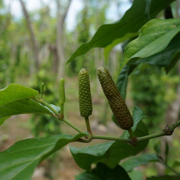 Java long pepper