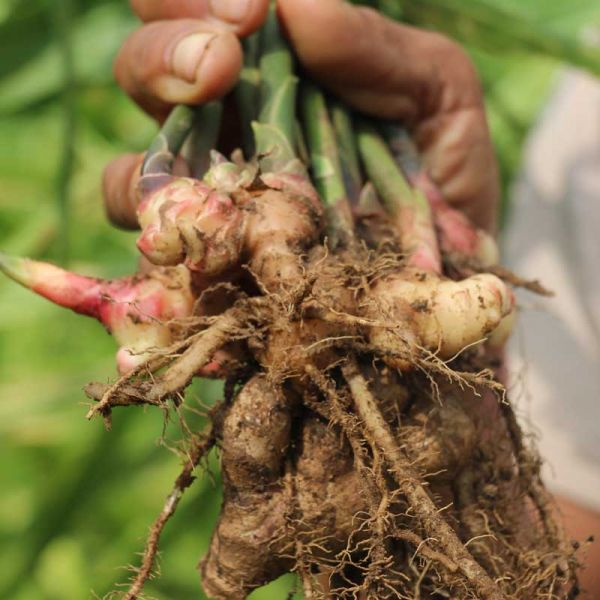 Turmeric powder