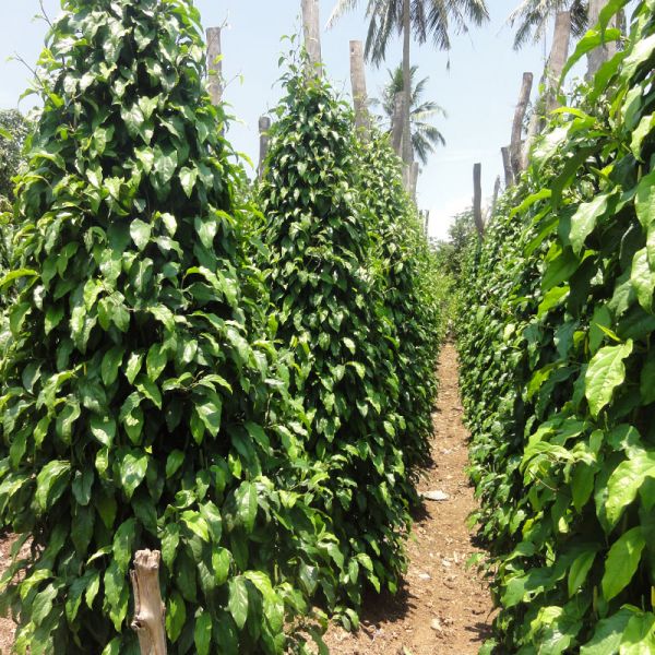 Red long pepper