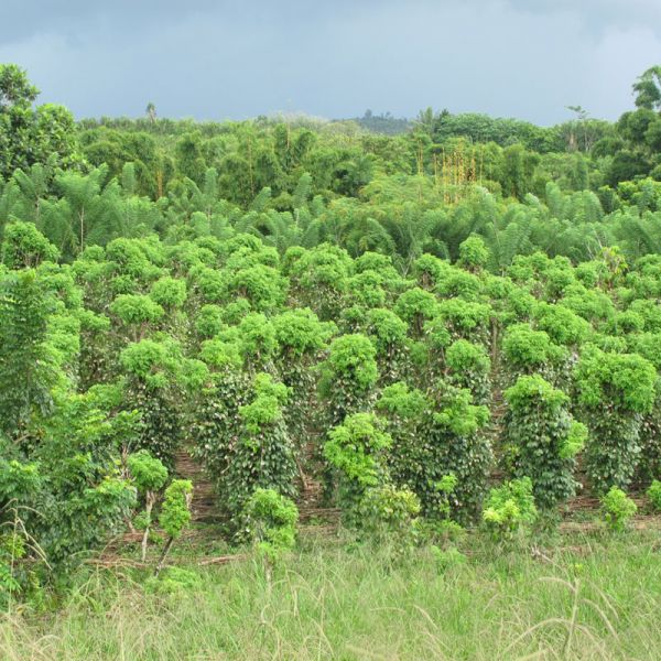 Black Madagascar pepper