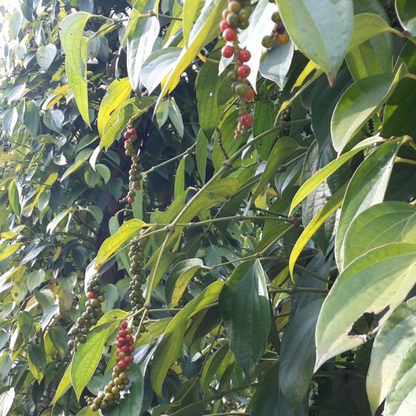 Red pepper from Phu Quoc