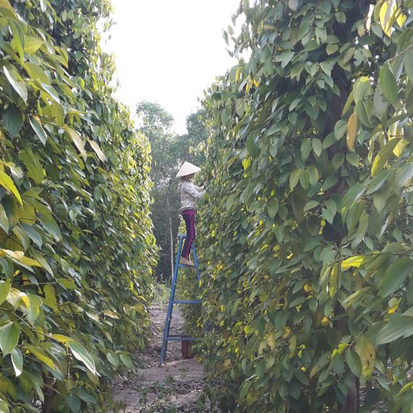 Red pepper from Phu Quoc