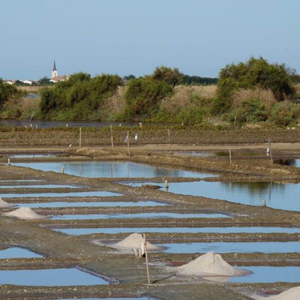 Ile de Ré Fleur de sel PGI