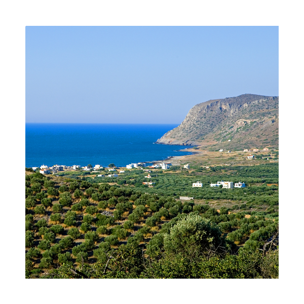 Chopped Rosemary from Crete