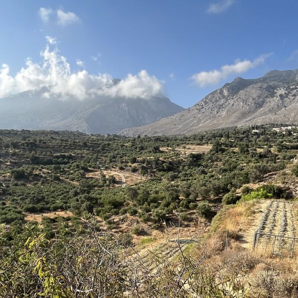 Chopped oregano from Crete