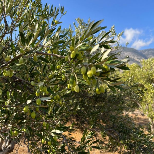 Extra virgin olive oil from Crete 1L