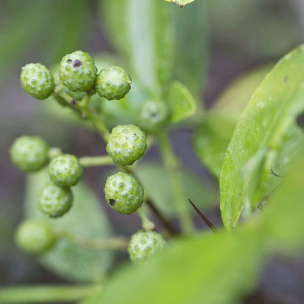 Timur berry